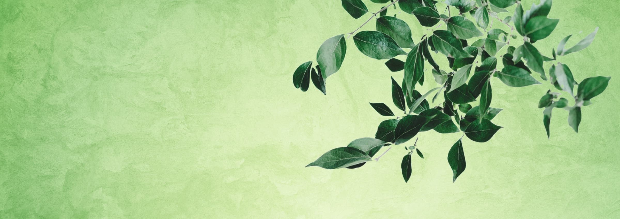 The Bonsai, Graphics 2