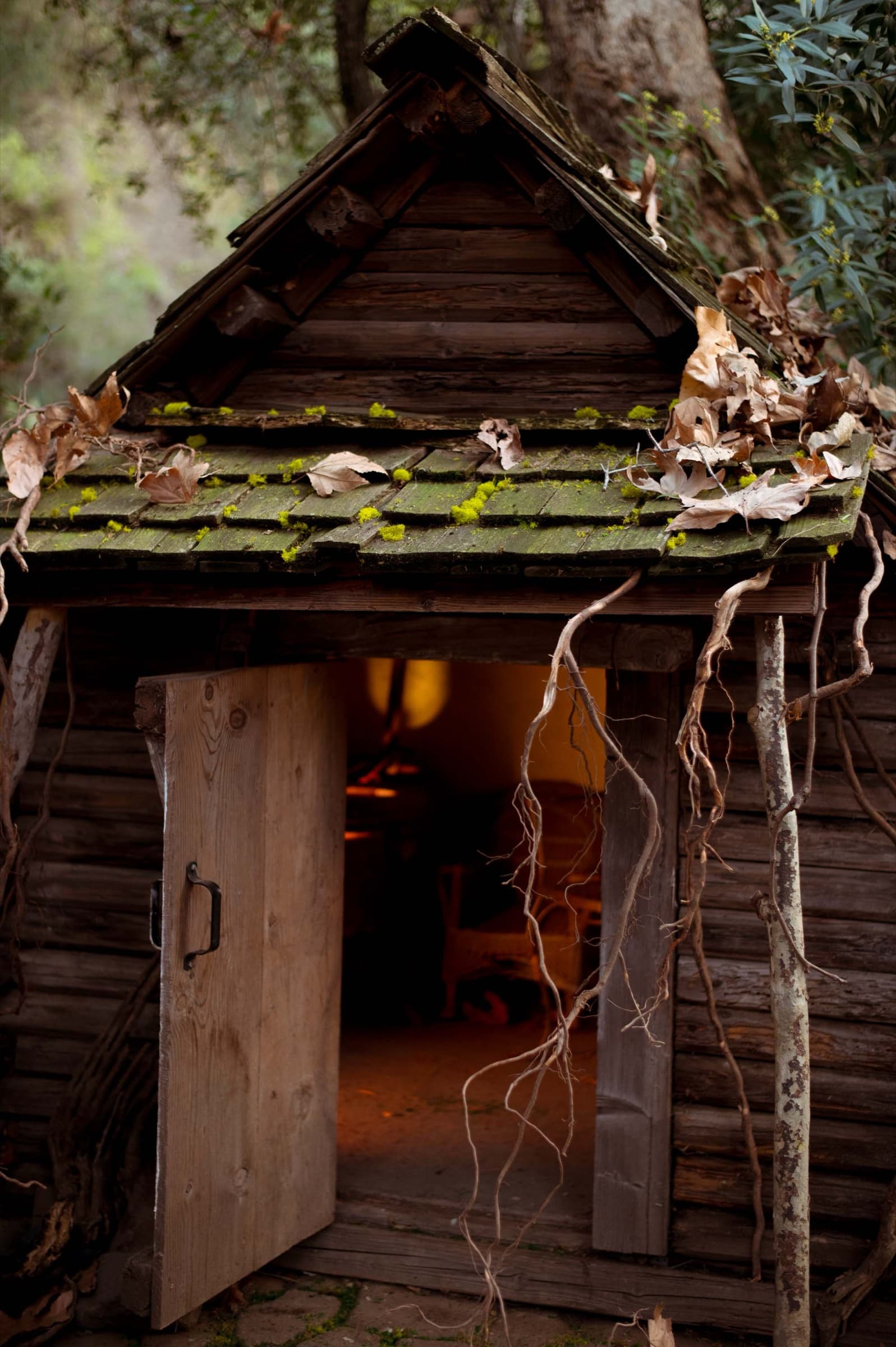 The Bonsai, Stills 5