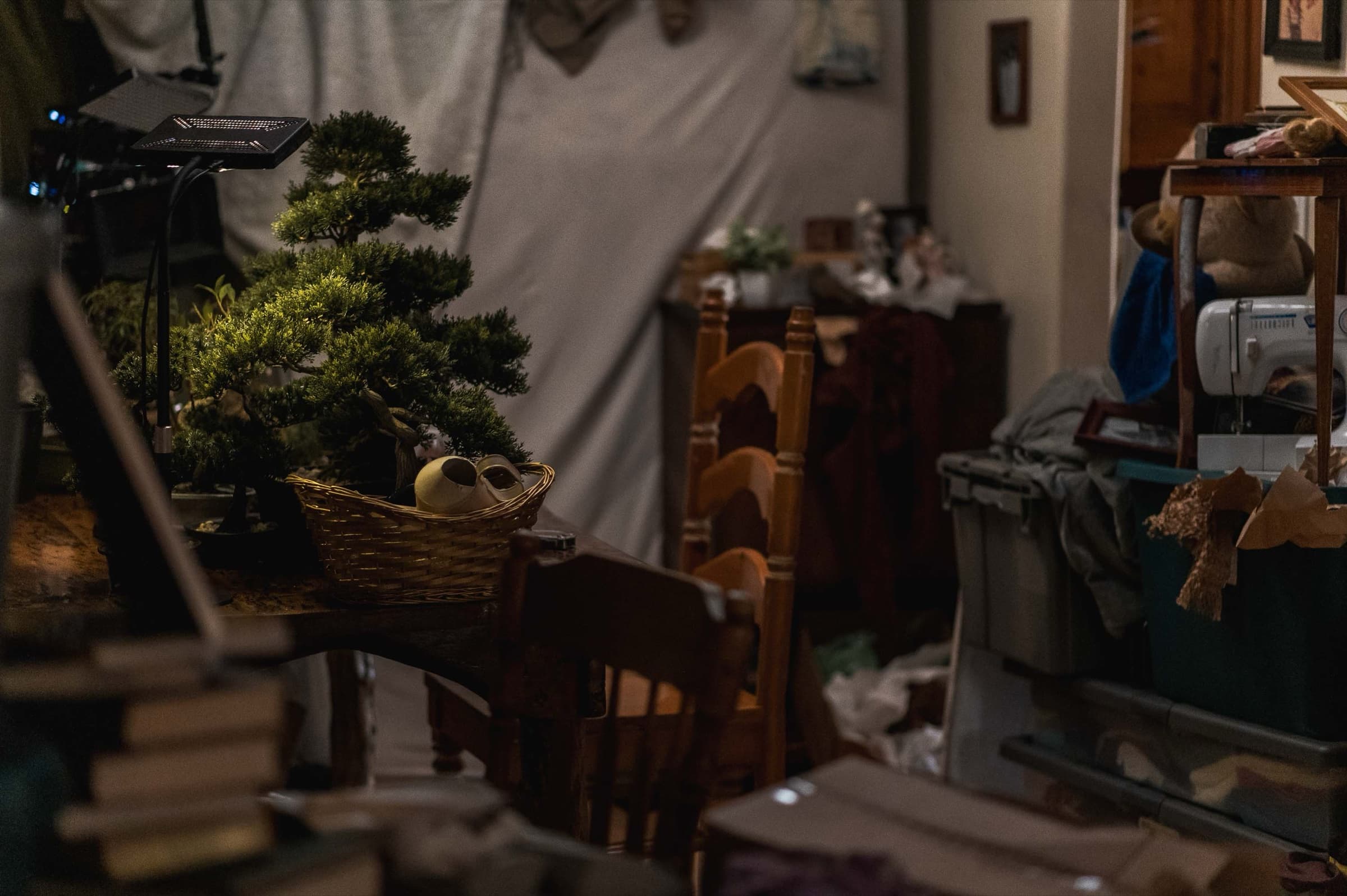 The Bonsai, Stills 13