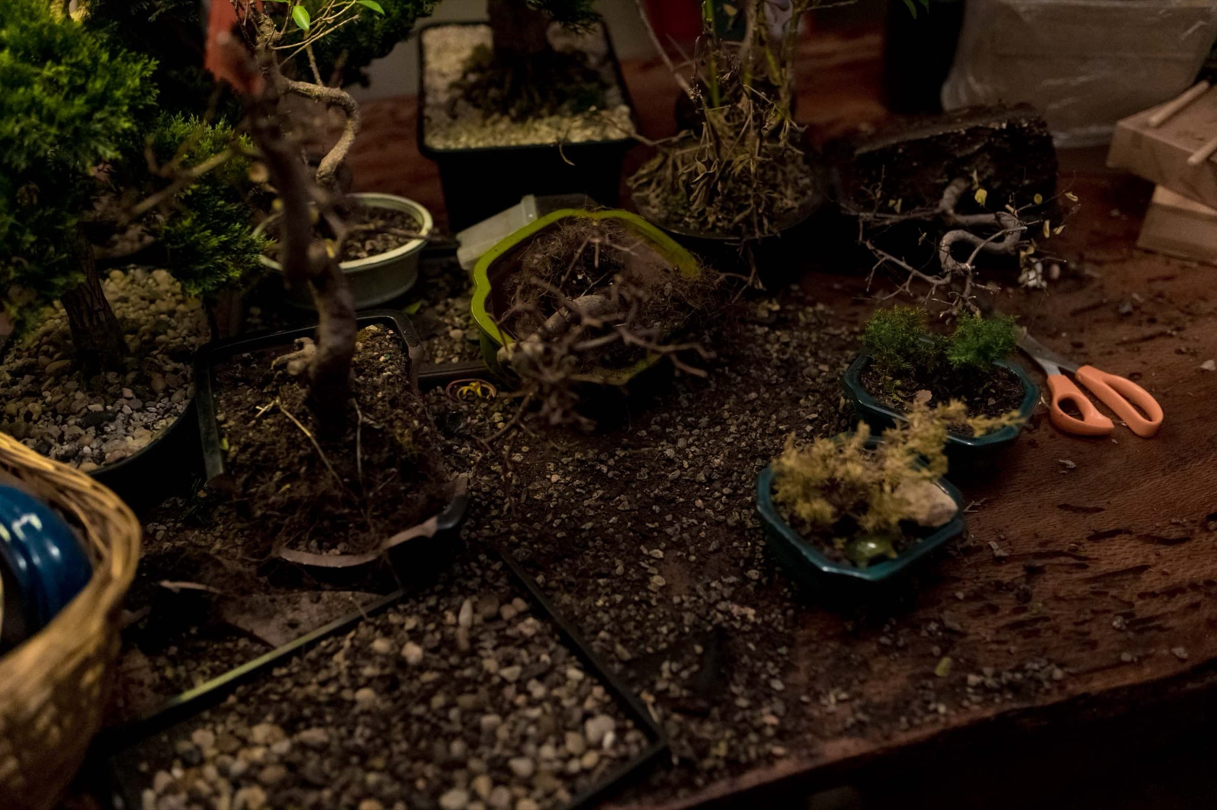 The Bonsai, Stills 14